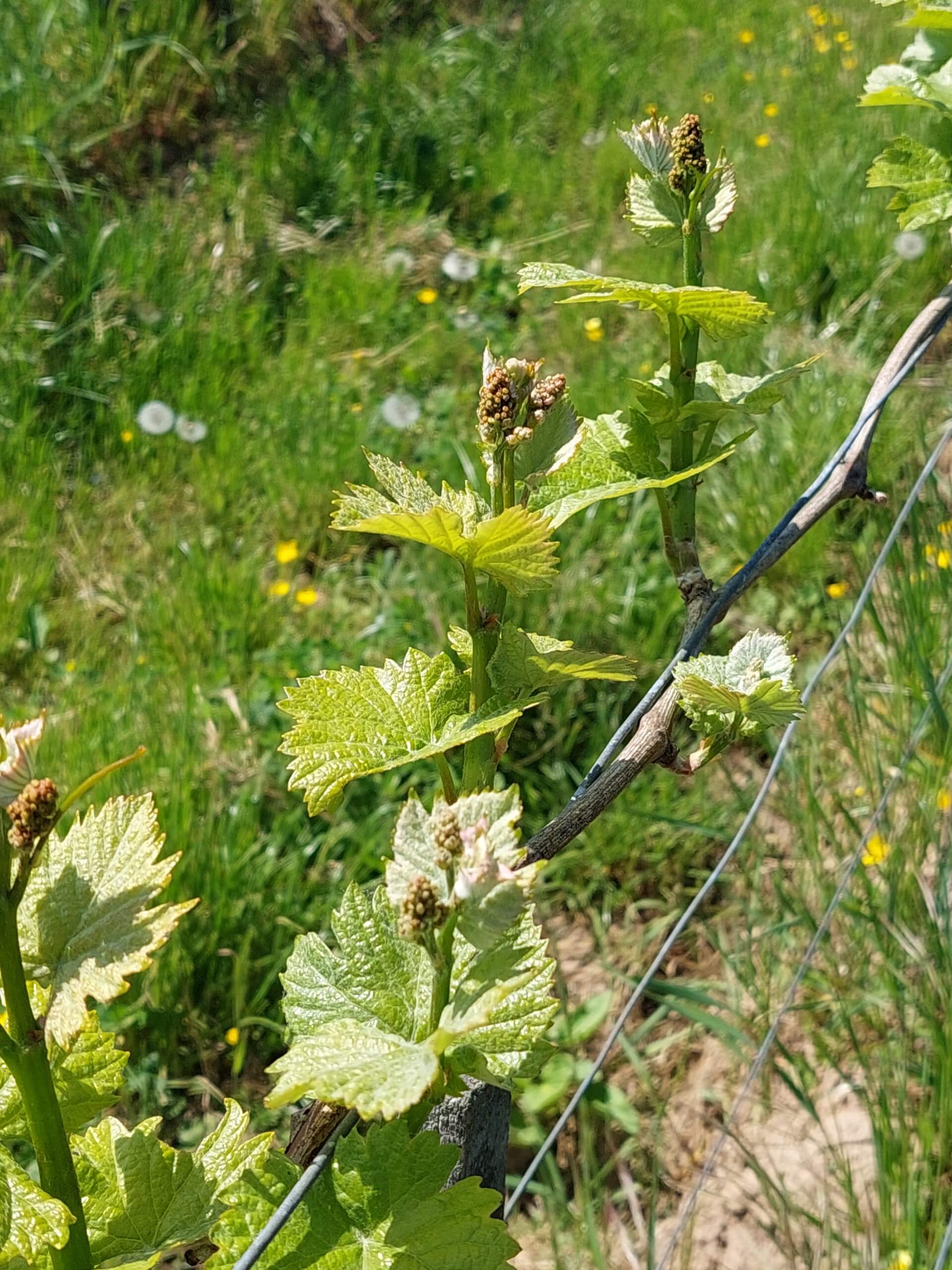 Frühjahrs-Weinpaket 6 Flaschen